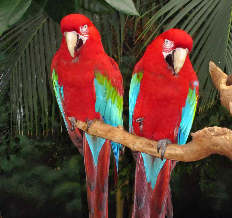 Green Winged Macaw | Perky Parrot Aviary