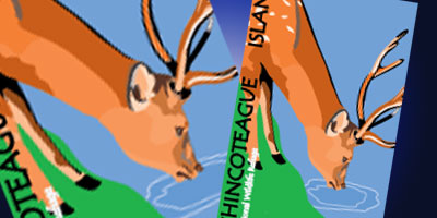 Chincoteague Island Series-Sitka Deer